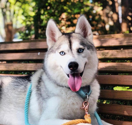 ROPE LEASH - SUNSET-1