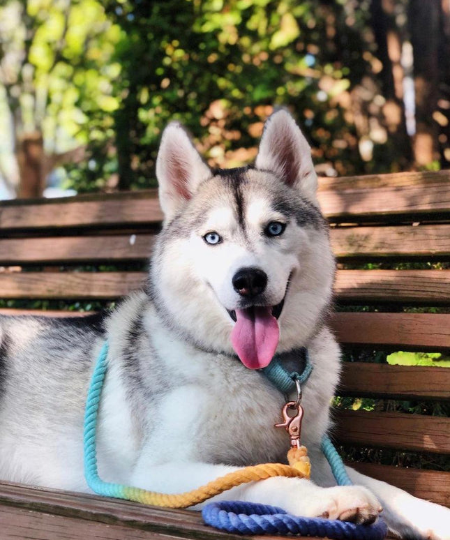 ROPE LEASH - SUNSET-1