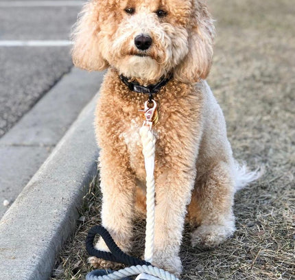 ROPE LEASH - OMBRE BLACK-1