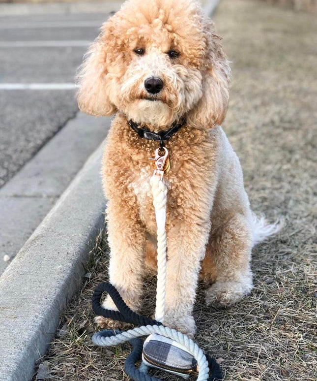 ROPE LEASH - OMBRE BLACK-1