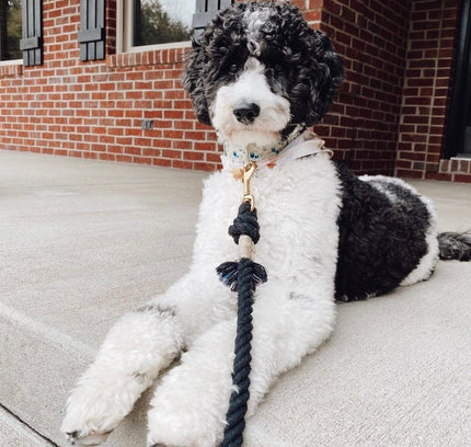 ROPE LEASH - OMBRE BLACK-4