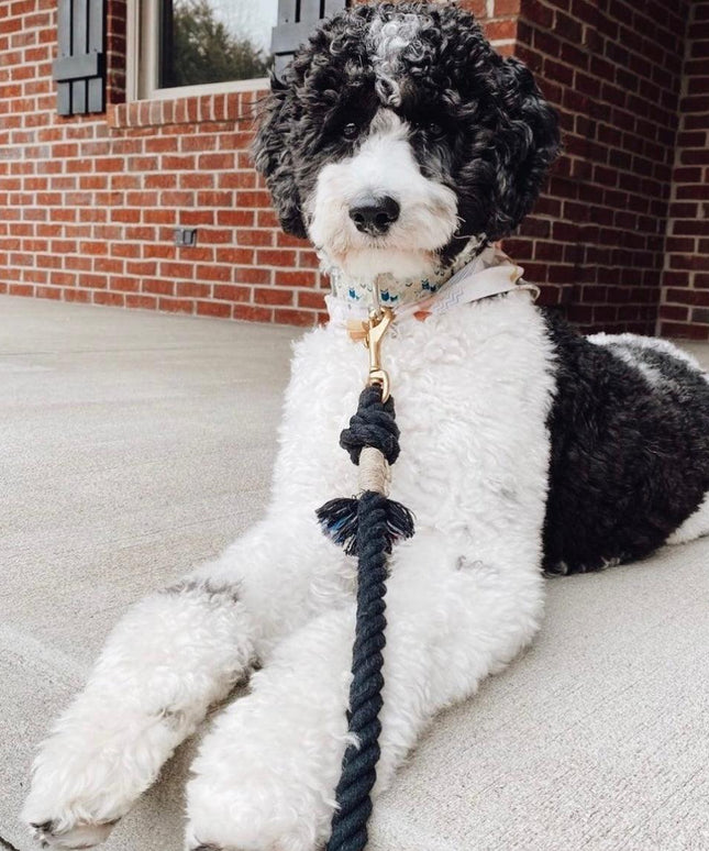 ROPE LEASH - OMBRE BLACK-4