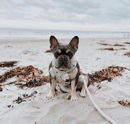 ROPE LEASH - NATURAL-2