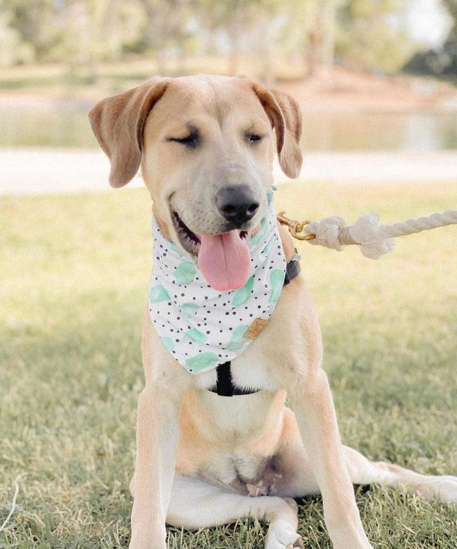 ROPE LEASH - NATURAL-4