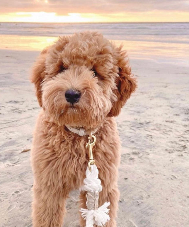 ROPE LEASH - NATURAL-1