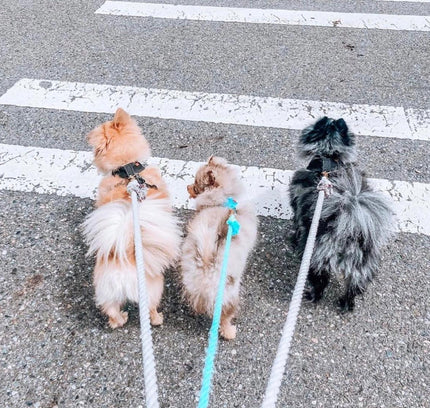 ROPE LEASH - NATURAL-3