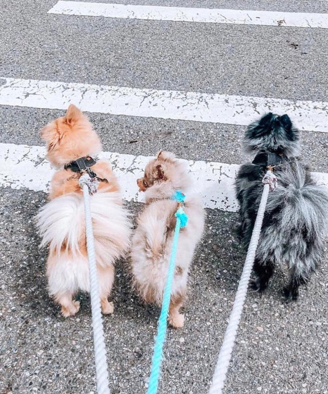 ROPE LEASH - OMBRE OLIVE-4