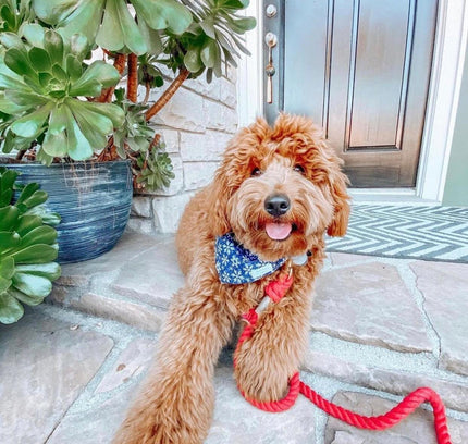 ROPE LEASH - PRIMROSE-1