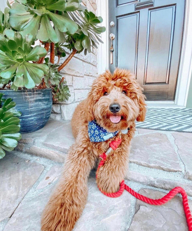 ROPE LEASH - PRIMROSE-1