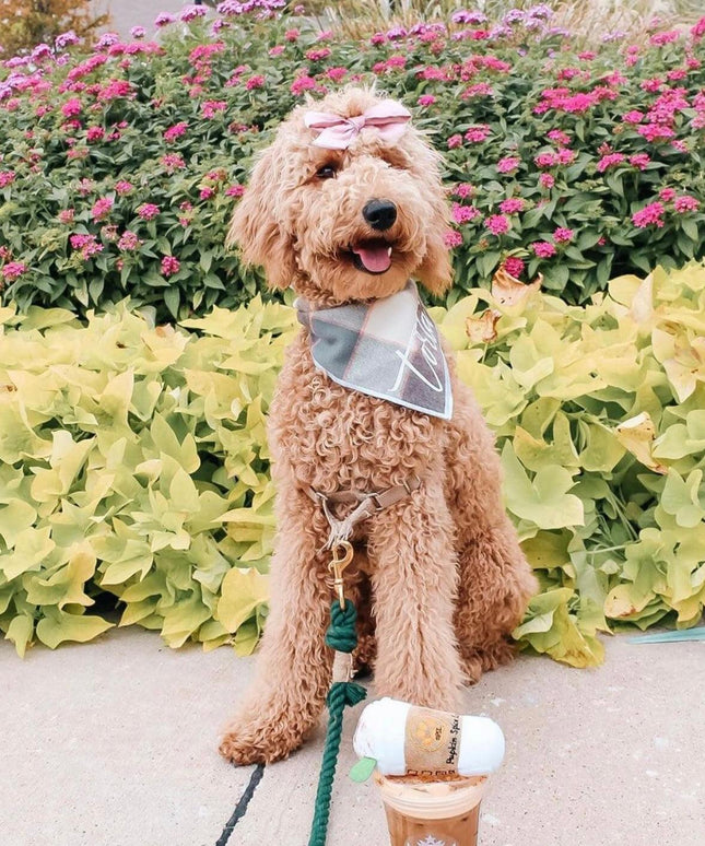 ROPE LEASH - OMBRE OLIVE-1