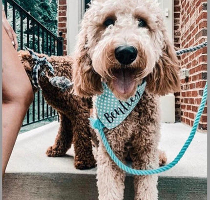 ROPE LEASH - PASTEL RAINBOW-4