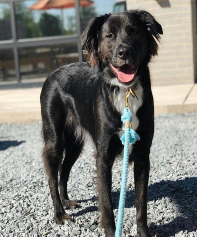 ROPE LEASH - UNICORN-2