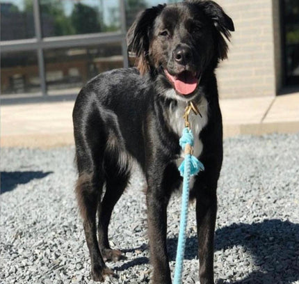 ROPE LEASH - PASTEL RAINBOW-3
