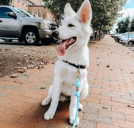ROPE LEASH - PASTEL RAINBOW-2
