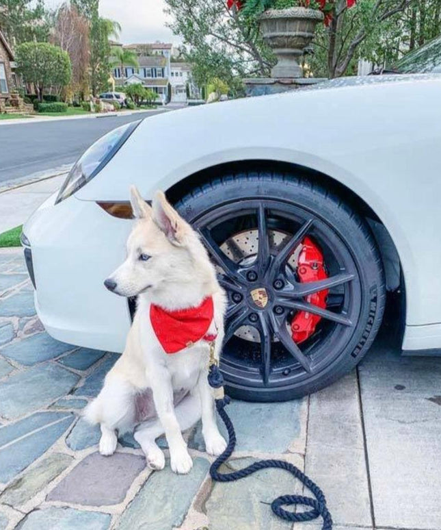 ROPE LEASH - OMBRE PINK-4