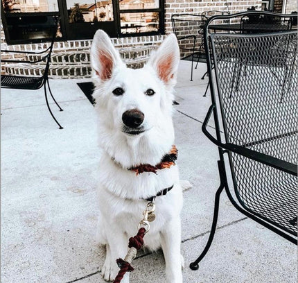 ROPE LEASH - MYSTICAL FAIRYTALE-3