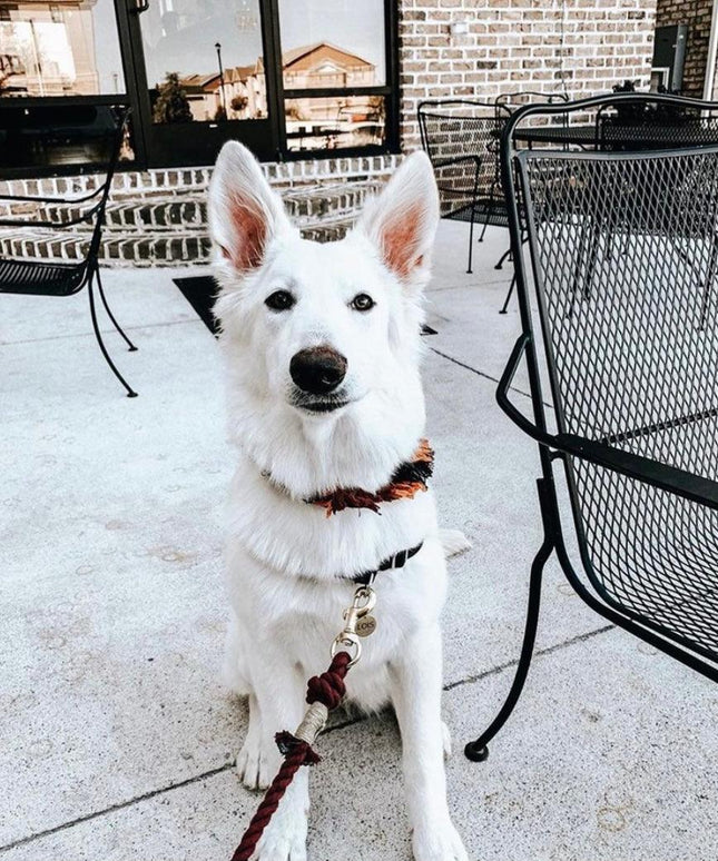 ROPE LEASH - MYSTICAL FAIRYTALE-3