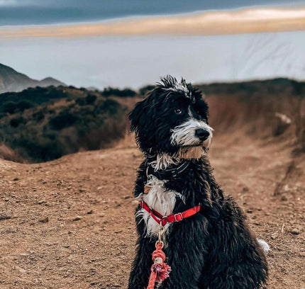 ROPE LEASH - SUNNY DAZE-3