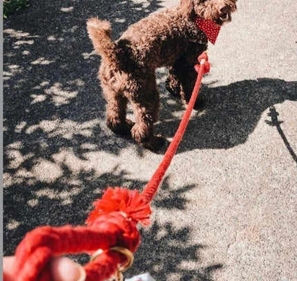 ROPE LEASH - SUNNY DAZE-2