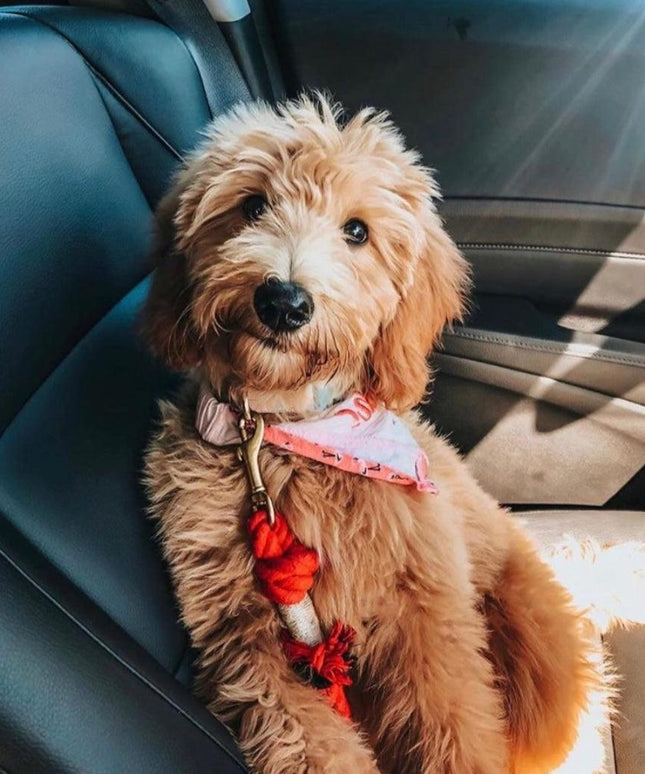 ROPE LEASH - SUNNY DAZE-1