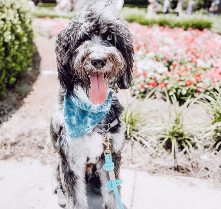 BANDANA - OCEAN BLUE-1