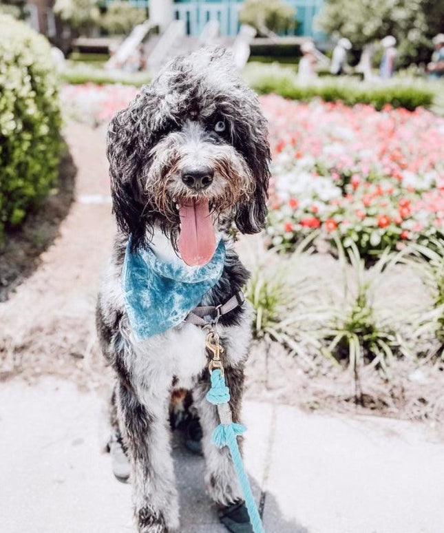 BANDANA - OCEAN BLUE-1