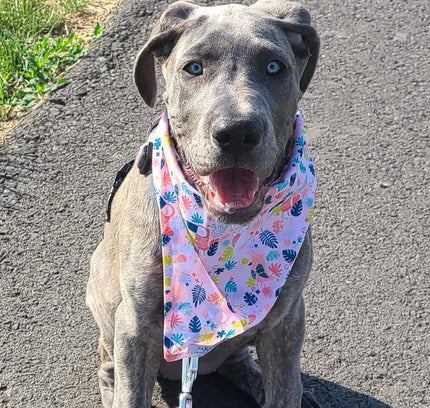 BANDANA - PINK TOUCAN-1