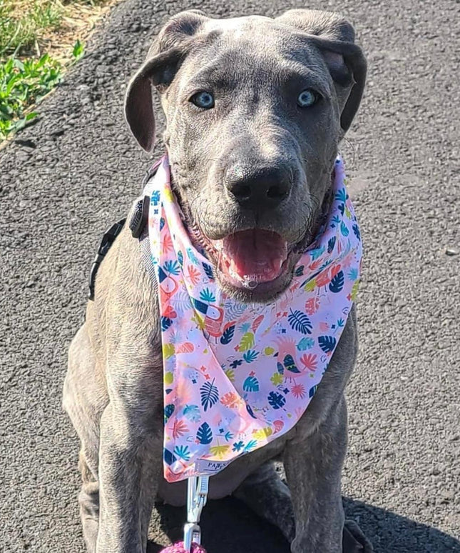 BANDANA - PINK TOUCAN-1
