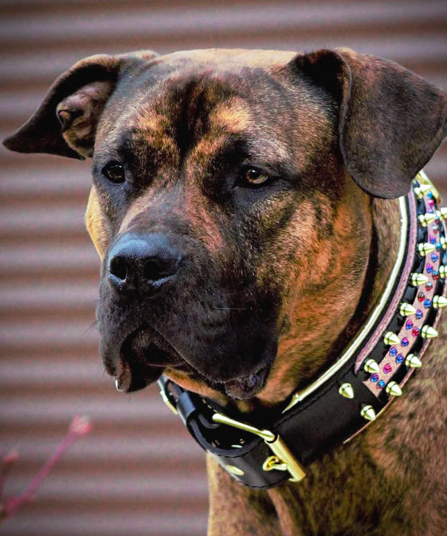 The Candy Dog Collar Black-4