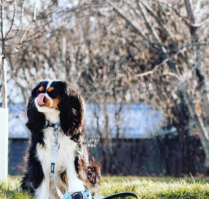 BUNDLE - DAPPER DOGGY (4 PIECES)-1