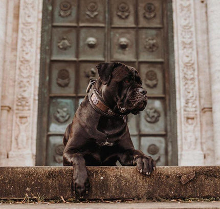 The ''Viking'' LIMITED collar exclusive design/ 50 pieces-2