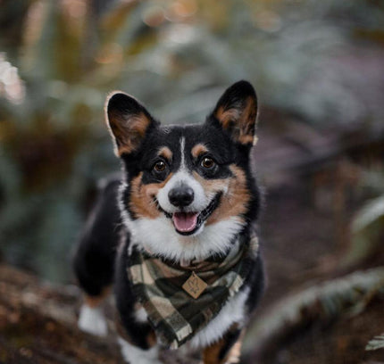 BANDANA - OLIVE GREEN-1