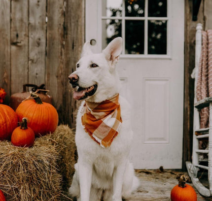 BANDANA - PUMPKIN-1