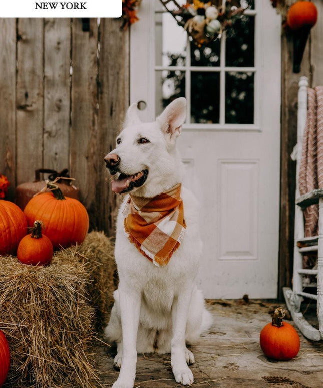BANDANA - PUMPKIN-1