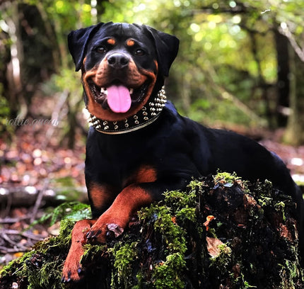 The "Gold Giant" collar-3