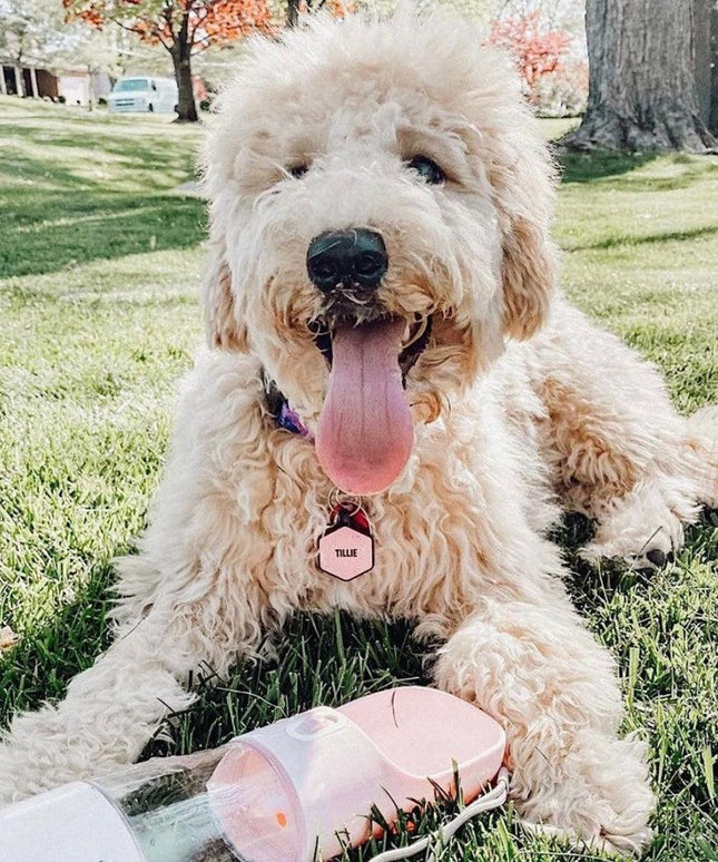 2 IN 1 PORTABLE PET FEEDER - PINK-3