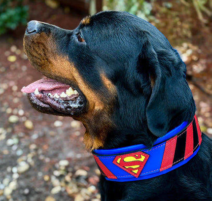 Superdog Collar-4