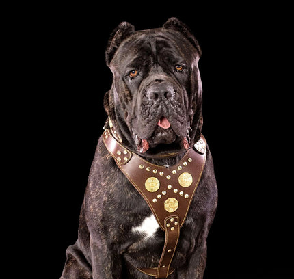 The "Maximus" brown harness