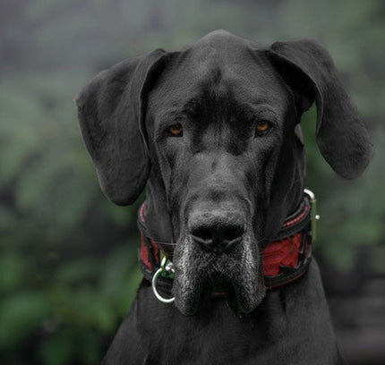 The ''Red Dragon'' collar-1