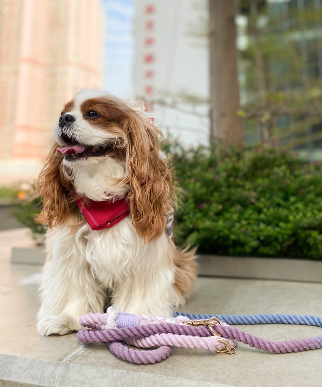 ROPE LEASH - BEAUTIFUL VIOLET-1