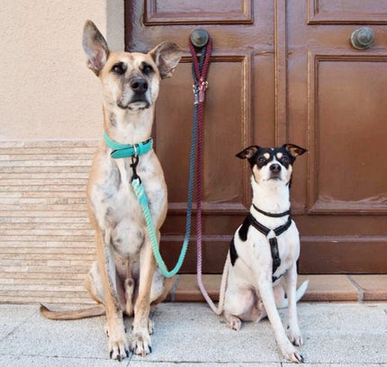 ROPE LEASH - CHEVALIER-1