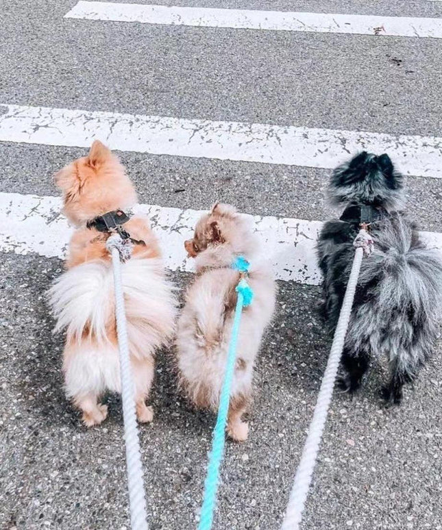 Dog Rope Leash - Mint Green-2