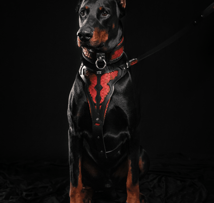 The ''Red Dragon'' harness