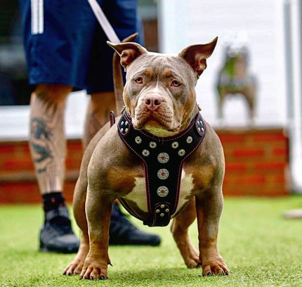 'Bijou'' harness Black & Pink for big dogs-1