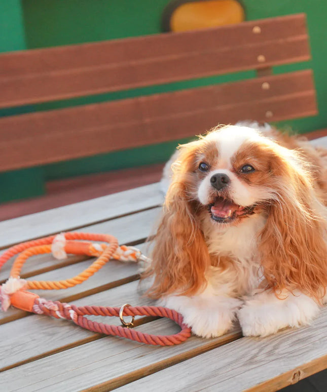 ROPE LEASH - MAPLE-1
