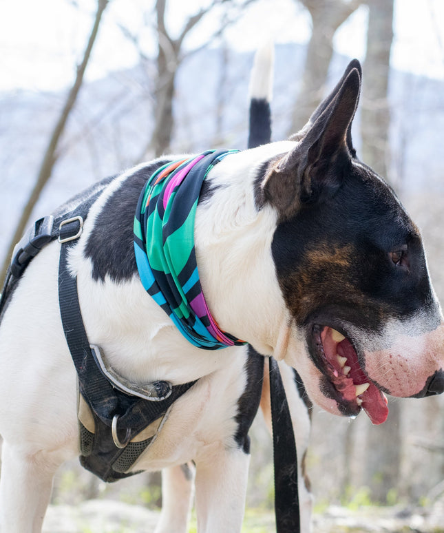 Zoomies Pup Scruff-3