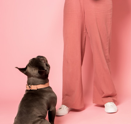 Blush pink vegan apple leather dog collar-2