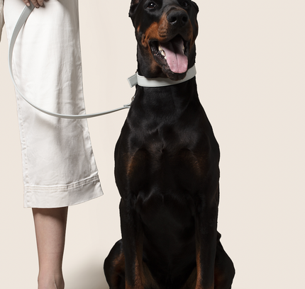 Ice blue vegan apple leather dog collar-4