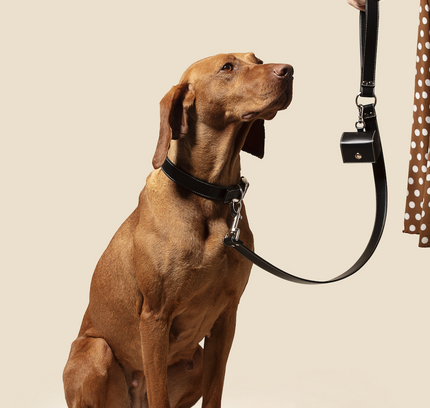 Classic black vegan apple leather dog collar