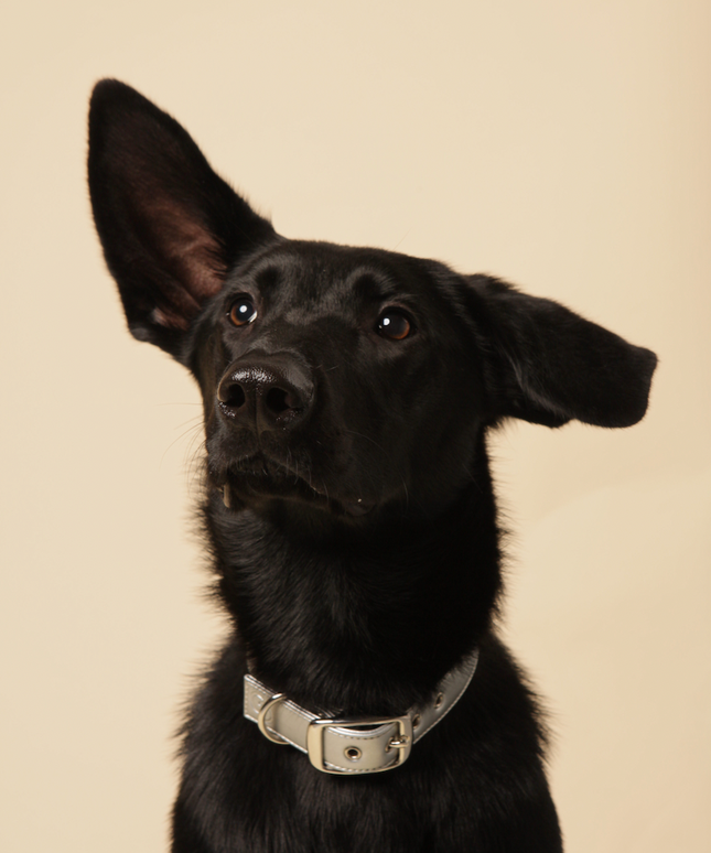 Silver apple leather dog collar-3